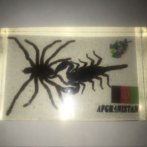SCORPION AND SPIDER COLLECTABLE
